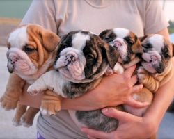 14 Signs You’re A Crazy English Bulldog Person… and Damn Proud To Be!