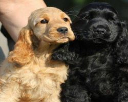 15 Signs You’re A Crazy Cocker Spaniel Person… and Damn Proud To Be!