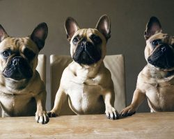 15 Signs You’re A Crazy French Bulldog Person… and Damn Proud To Be!