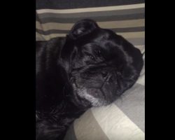 Sleeping Next To A Pug Is Pretty Much Impossible! LOL