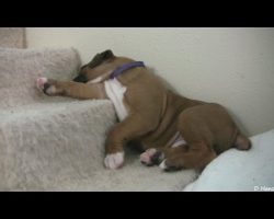 Sleepy 4-Week-Old Boxer Puppies Will Make Your Day