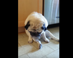 This Pug Is So Sleepy… But Can She Keep Herself From Falling?! Watch Until The End.