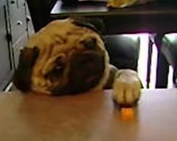 Sneaky Little Pups Raid the Kitchen! Never Knew Dogs Can Be This Smart!