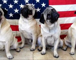 I Can’t Stop Watching These Patriotic Pugs. You Won’t Believe What They Do!