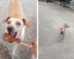 Stray dog begs for food but doesn’t eat it, so they follow her with a camera