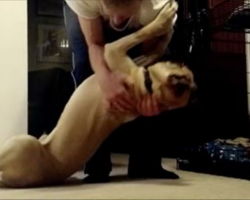 Owner Tells Bull Mastiff It’s Time For Bed, Dog’s Defiance Has Me In Stitches