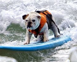 Surfin´ Bulldog (Beach Boys – Surfin´ USA)