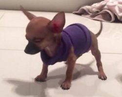 Teacup Chihuahua Puppy That Is Dancing All The Time Hides A Sad Truth
