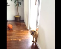 This French Bulldog Doesn’t Hide His Guilt Very Well… LOL!