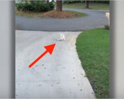 Dad notices his pup struggling with something at the end of the driveway