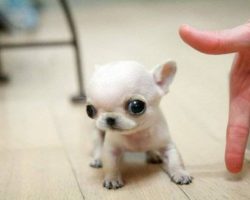 These 17 Itty Bitty Puppies Are Guaranteed To Make You Smile!