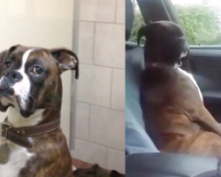 [Video] This Boxer’s Reaction When Dad Picks Him Up From The Vet Is PRICELESS!