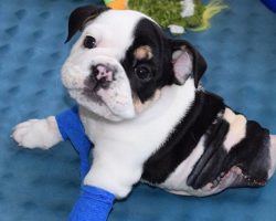 This Bulldog Puppy Might Be Half a Puppy But He’s Full of Love