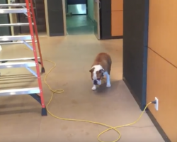 Bulldog Tackles His Fears In A Very Unique and Genius Way