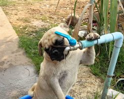 This Crafty Pug Puppy Shows Human He Needs No Water Bowl To Quench His Thirst
