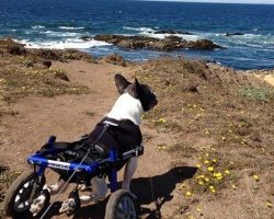 This Handicapped French Bulldog Is An Inspiration To Us All