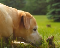 This is What Happens When a Yellow Labrador Meets a Wild Baby Bunny.