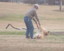 This Lazy Golden Retriever Doesn’t Want To Leave The Park