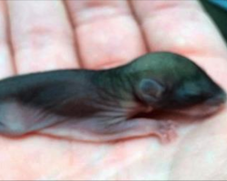 Man found mysterious baby animal abandoned on sidewalk – but months later – its beyond imagination