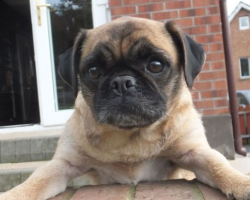 This Pug Can’t Run, But She Can Show Why Pugs Rule