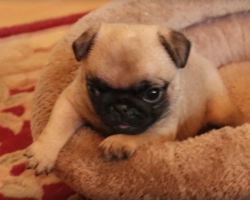 This Tiny Pug Puppy Gets A New Bed, And His Reaction Is Delightful!