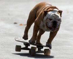 Tillman the Skateboarding Bulldog Is The COOLEST Dog EVER!!