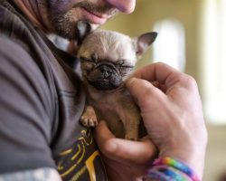 Smallest Dog In The World? Pip the Pug Puppy Just Might Be…