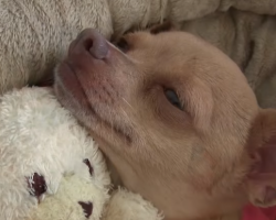 A dog brings unconditional love into your life. Tommy Chihuahua will melt your heart!