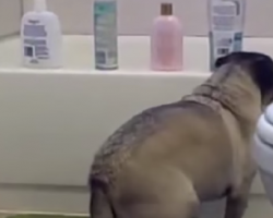 Top 10 Funniest Pug Videos Of All Time