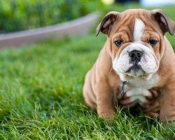 Top 10 Reasons Why Owning An English Bulldog Is The COOLEST Thing Ever
