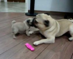 Two Pug Puppies In Epic Battle For Pink Bone