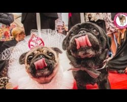 Two Rescue Pooches Got Married. You’ll Be Shocked To See How OVER-THE-TOP Their Ceremony Was.
