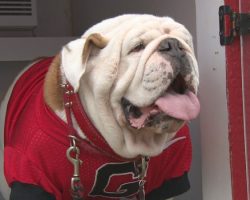 Meet University of Georgia Mascot Uga the English Bulldog