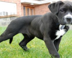 15 UNREAL Boxer Dog Cross Breeds You’ve Got To See To Believe