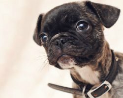 15 UNREAL Pug Cross Breeds You’ve Got To See To Believe