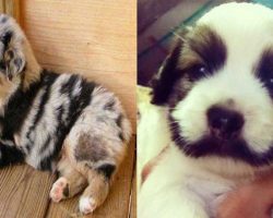 36 Dogs With The Most Beautiful And Unique Coat Markings In The World