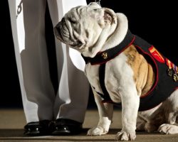 U.S. Marine Corps Mascot Bulldog Chesty Is A Top Dog (Literally)