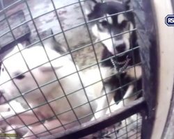 Veterinarian And Assistant Who Kept Huskies In Filthy Secret “Dungeon” Convicted Of Animal Cruelty