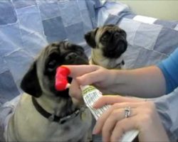 [VIDEO] How To Easily And Effectively Clean Your Pug’s Teeth