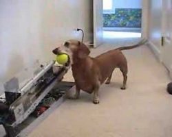 (VIDEO) Smart Dachshund needs no help playing with the ball