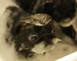 (VIDEO) Watch These Pug Puppies Get Bathed. This Will Melt Your Heart!