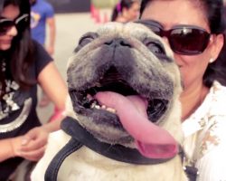 Vodafone’s ‘Pug Parade’ Gets Thumbs Up From Pug Owners