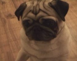Want To See A Pug Dance???