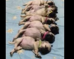 What Happens When A Line of Sleeping Pug Puppies Get Woken Up? OMG!!