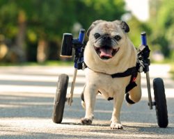 Wheelchair Doesn’t Sideline Florida Pug. This Dog Will Brighten Your Day!