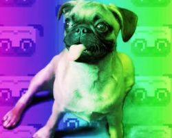 Where Do Pugs Come From? This Pug History Video Will SHOCK You.