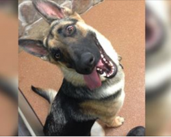 10 hilarious reasons why German Shepherds can’t be trusted