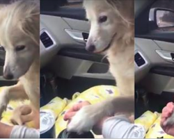 Woman Adopts Orphaned Dog From Shelter, Now Watch The Moment He Refuses To Let Go Of Her Hand