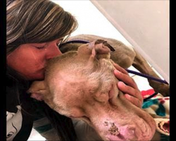 Woman Cradles Shelter Dog In Her Arms Overnight So He Won’t Die Alone