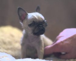 World’s Smallest Pug?! Check Out How TINY She Is…